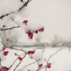 Winter scene with snow-covered roses, tree, and street lamp in snowy setting