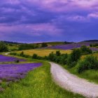 Colorful Pathway Through Lush Fields Under Purple Sky