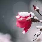 Red Rose with White Snow in Wintry Scene