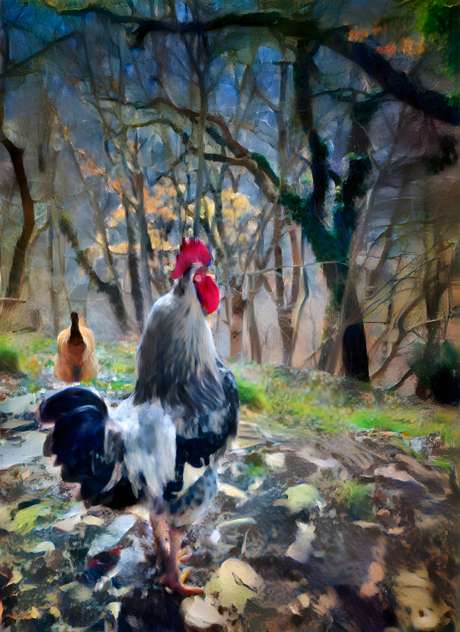 chickens in the woods