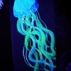 Bioluminescent blue and green jellyfish in dark setting with trailing tentacles