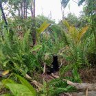 Diverse Plant Greenery with Black Cat Statue and Yellow Accents