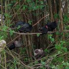 Colorful Chickens Blending in Nature Scene