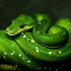 Vibrant Green Snake with Glowing Scales on Rock in Dim Light