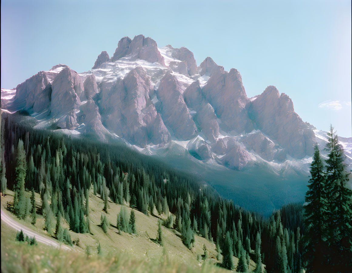 Scenic forest with snow-capped mountains and blue sky