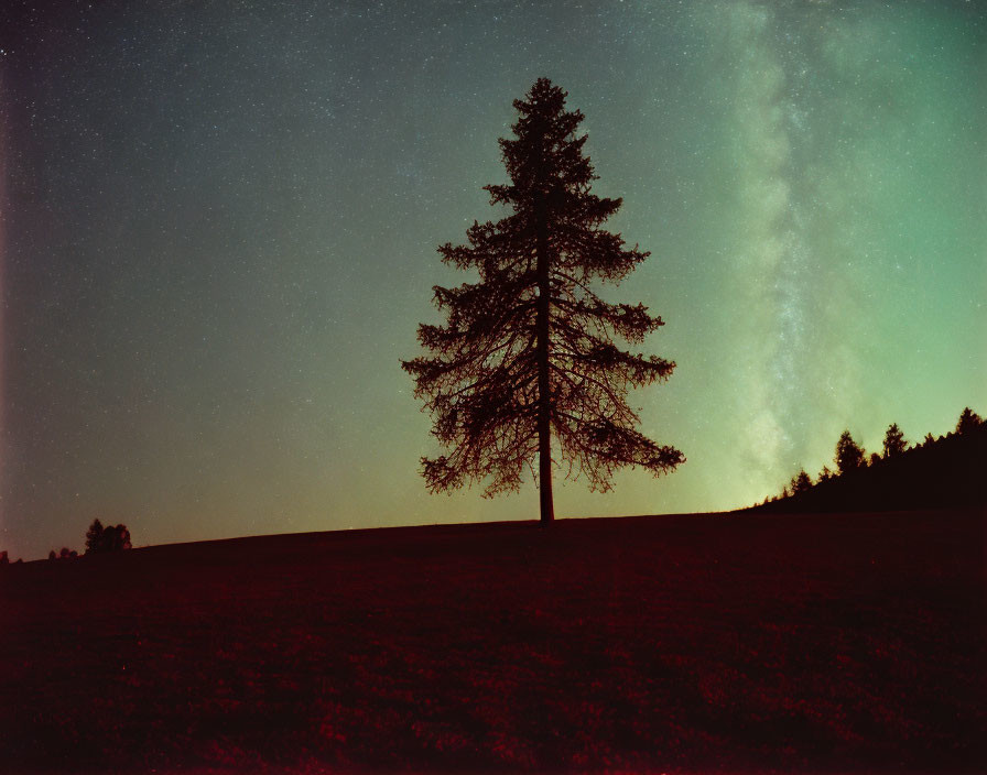 Serene silhouette of solitary tree against starry night sky