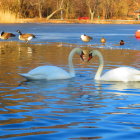 Tranquil lake scene with four ducks and pinkish sky reflection