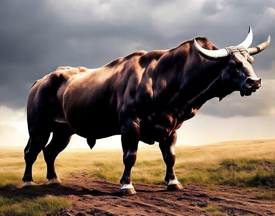 Majestic bull with impressive physique in dramatic field landscape