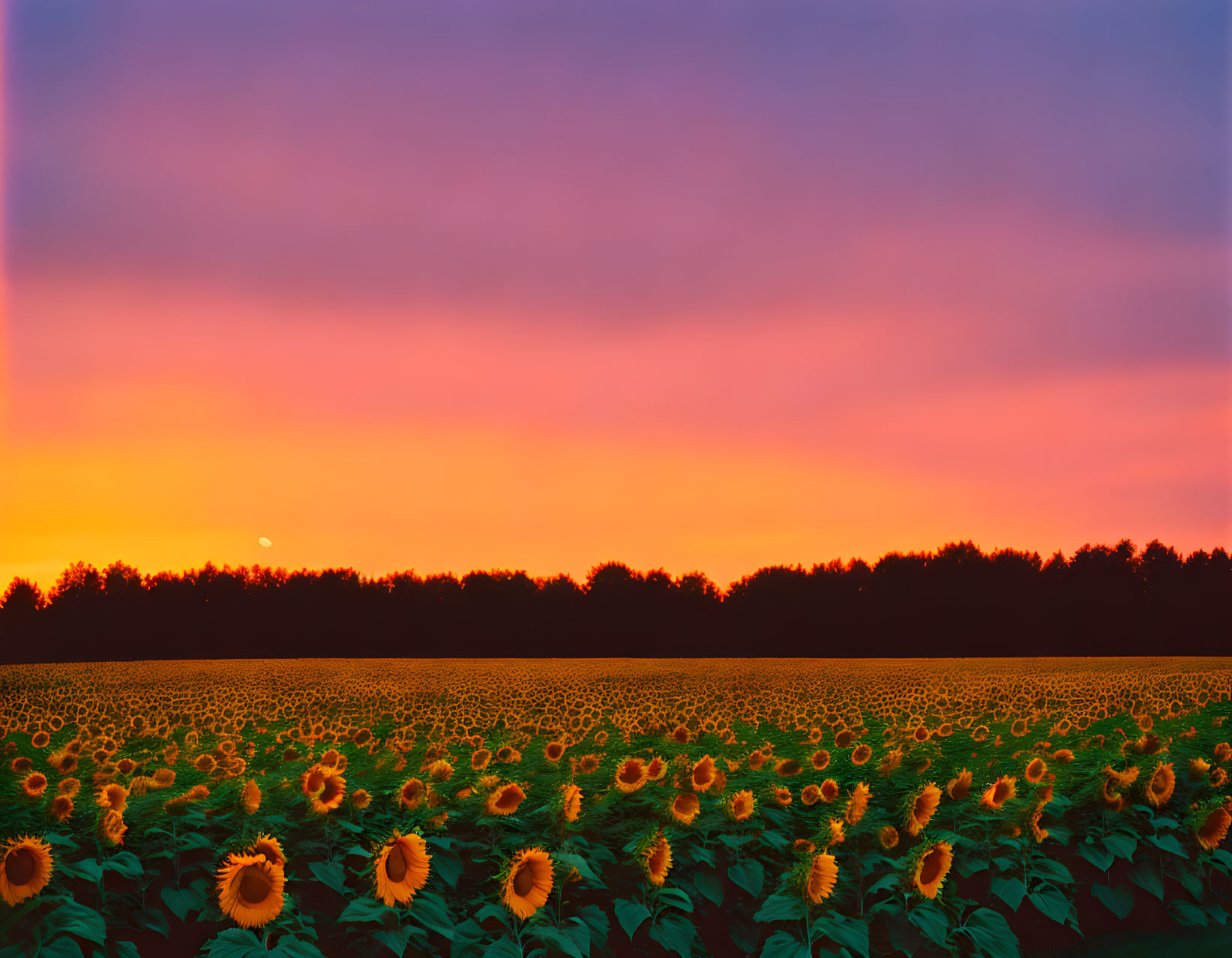 Vibrant sunset over sunflower field with treeline