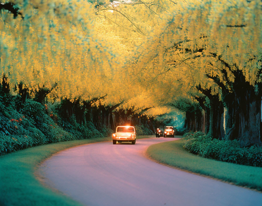 Winding road with cars surrounded by lush green trees at dusk