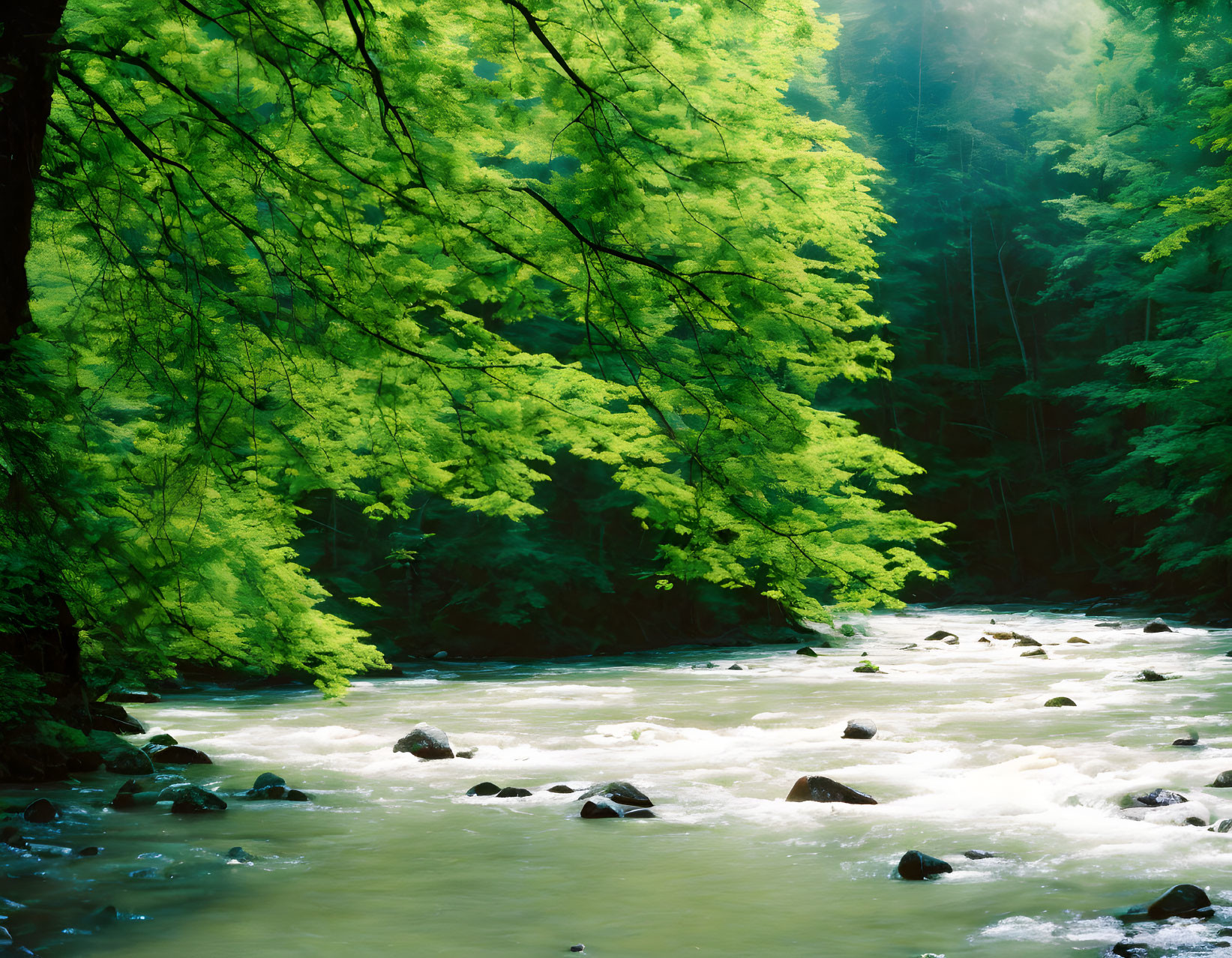 Tranquil forest scene with vibrant green foliage and flowing river