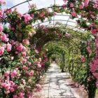 Tranquil garden pathway with green bushes and pink roses on black metal arches