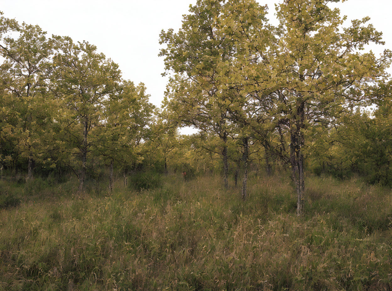 Tranquil forest scene with verdant grass and leafy trees in early autumn.