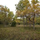 Tranquil forest scene with verdant grass and leafy trees in early autumn.