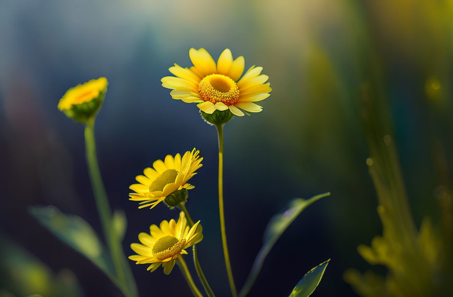 Bright yellow daisy in full bloom with buds and flowers on soft-focus background