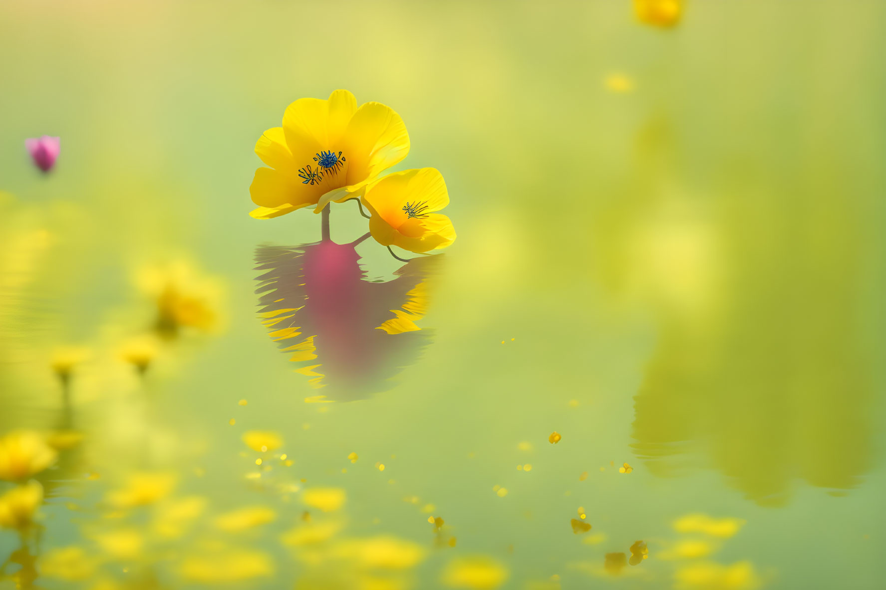 Vibrant yellow poppy flower reflected in water with soft green bokeh background