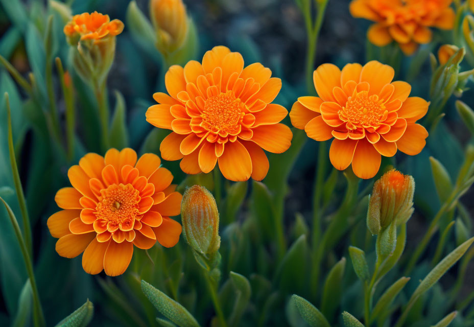 Detailed Orange Marigold Flowers on Green Leaves Background