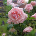 Digital painting of pink roses with dewdrops in soft sunlight on dreamy blue background