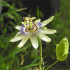 Colorful Passion Flower with White and Purple Petals and Yellow Stamen