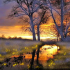 Scenic landscape with birch trees, lake, sunset sky, red poppies, and colorful flowers