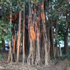 Mystical forest with intertwined tree roots and glowing lights