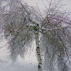 Orange-leaved tree in snowy forest with frost-covered trees