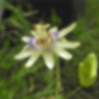 Vibrant yellow flower with dewdrops on thin filaments against green leaves