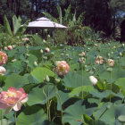 Serene pond with lotus flowers and exotic flora under mystical light