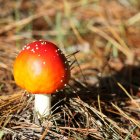 Sunlit forest scene with mushrooms in bubbles and water reflections