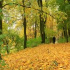 Tranquil autumn forest with golden leaves and misty lake