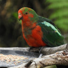 Vibrant red, green, and blue parrot on tree branch with yellow seeds.