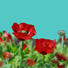 Red poppies with turquoise bokeh: Dreamy and serene floral image