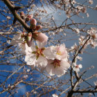 Vibrant Cherry Blossoms in Full Bloom Under Sunlight