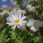 Fresh white daisies with water droplets on petals and leaves against a soft blue and green backdrop