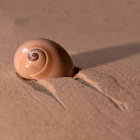 Seashell resting on rippled sand dunes in warm light