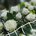 White Roses with Gold Bubbles on Green Foliage