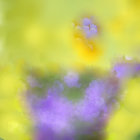 Purple and Yellow Flowers in Soft Sunlight