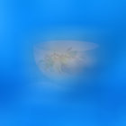 Golden Bowl with Floral Patterns on Blue Background and Scattered Petals