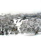 Winter Scene: Frosted Trees, Mountain, and Cloudy Sky