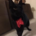 Black cat with green eyes and red bow in front of quaint houses with red lanterns