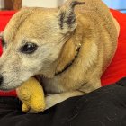 Whimsical dog faces blend into vibrant mushroom scene