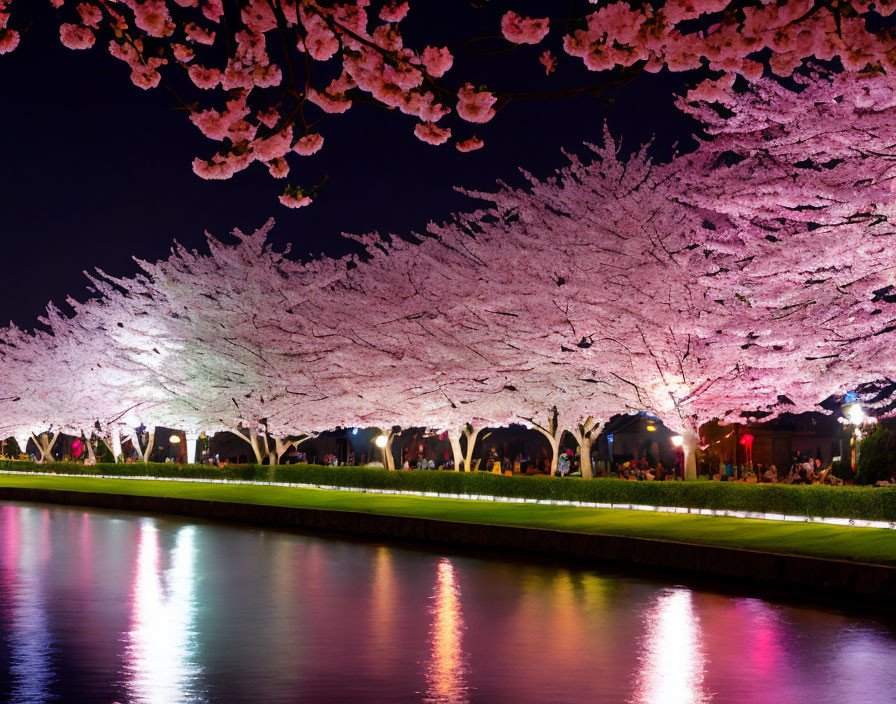 Nighttime Cherry Blossoms Reflecting on Waterway with Strolling People