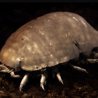 Detailed metallic isopod sculpture on dark rocky surface