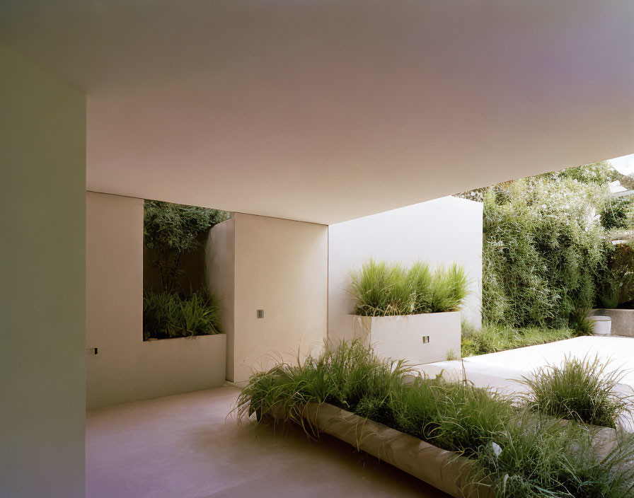 Modern architecture courtyard with green plants, rectangular planters, smooth walls, and shaded seating.