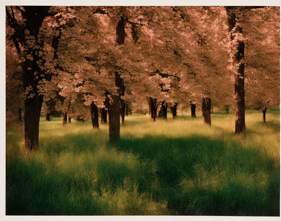 Tranquil Grove with Flowering Trees and Warm Light