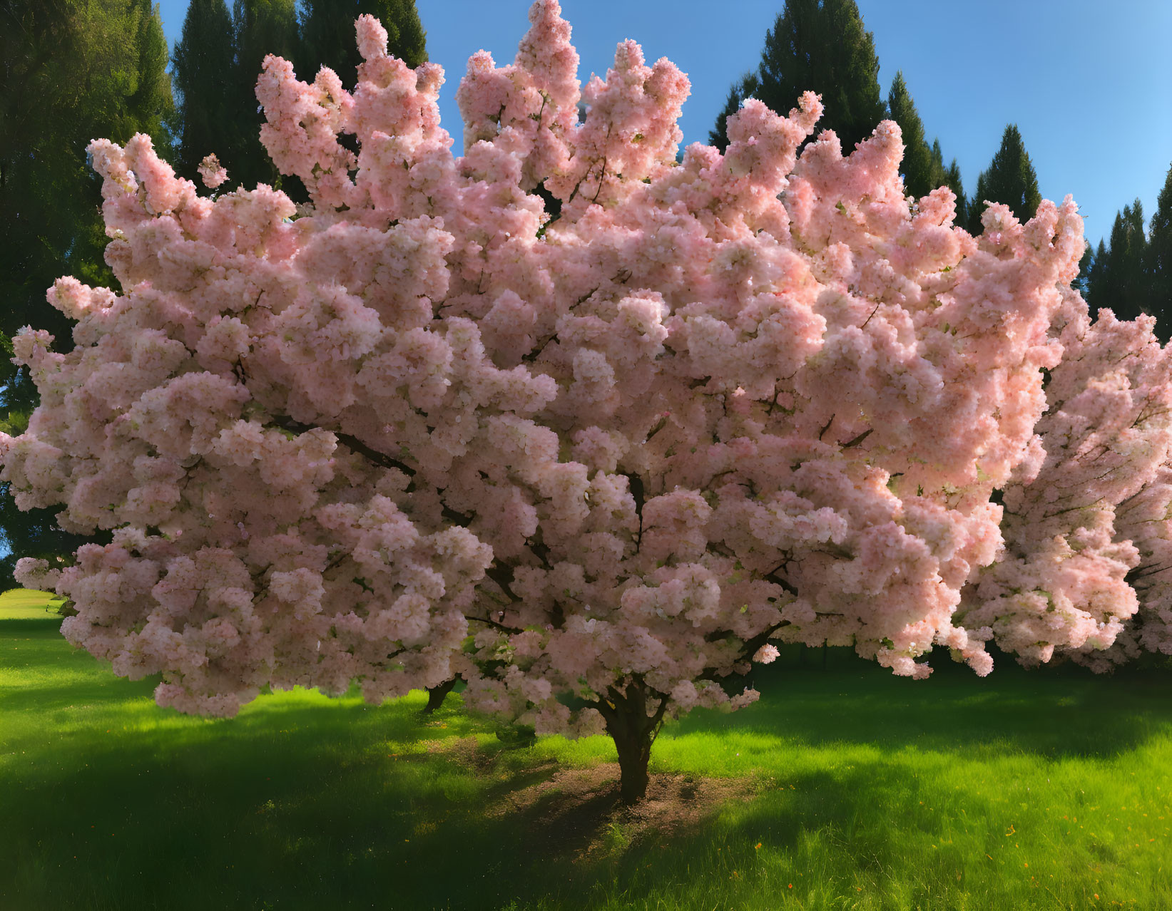 Pink Cherry Blossom Tree in Full Bloom Under Blue Sky