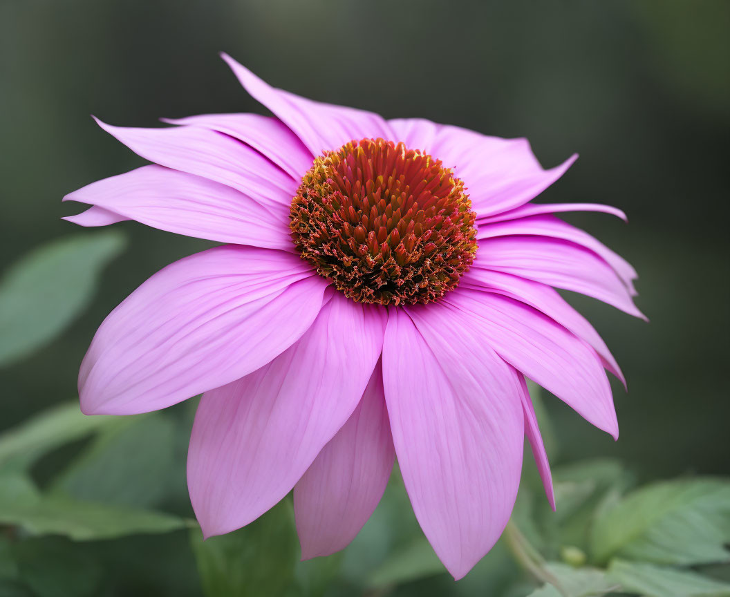 Vibrant Pink Echinacea Flower with Orange Center and Green Foliage