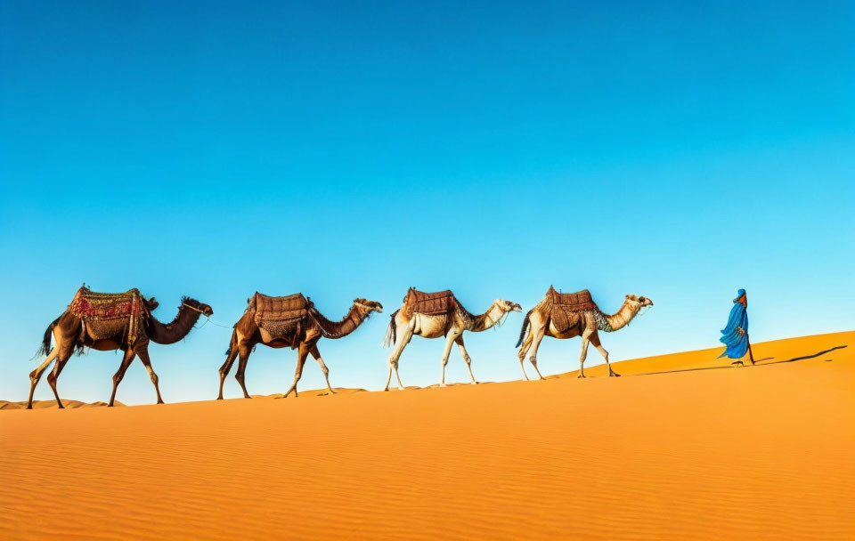 Desert caravan with camels led by person in blue attire