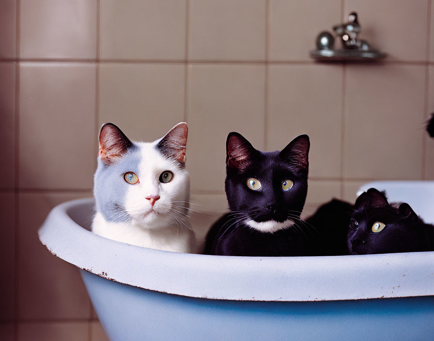 Three Cats with Striking Eyes Sitting in Bathtub, One White Cat with Heterochromia