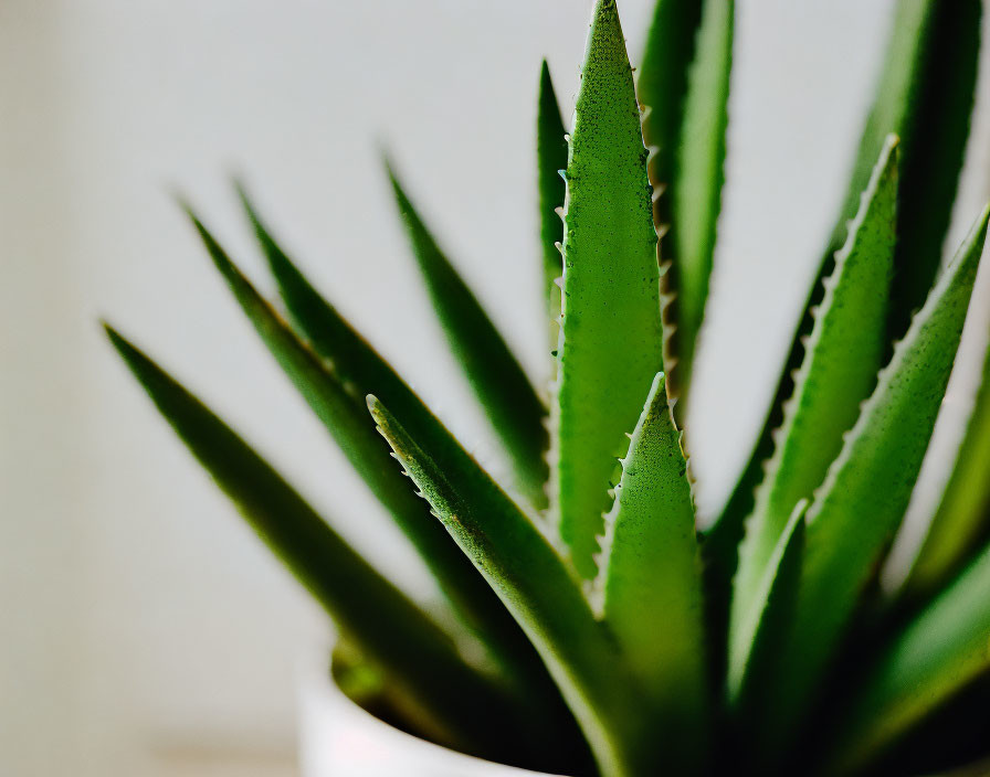 Green aloe vera plant with pointed leaves in white pot